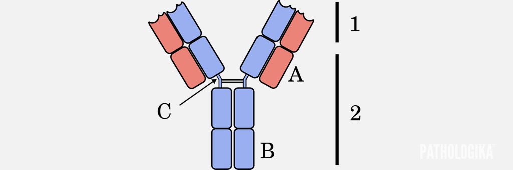 Figura I1 – Diagrama que mostra a estrutura de uma molécula de imunoglobulina. É composta por duas cadeias pesadas idênticas (B) e duas cadeias leves (A). A extremidade da cauda do Y consiste nas metades carboxílicas de duas cadeias pesadas idênticas, mantidas juntas por ligações covalentes dissulfídricas bem como numerosas interacções não-covalentes entre as cadeias laterais de aminoácidos que contribuem para a estrutura e estabilidade da molécula. 1 – região variável. 2 – região constante. C – pontes dissulfeto. Fonte: Wikipedia