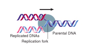 FIGURA G3 - Garfo de replicação. Fonte: Krebs JE, Lewin B, Goldstein ES, Kilpatrick ST. Lewin’s GENES XI. Jones & Bartlett Learning; 2014.